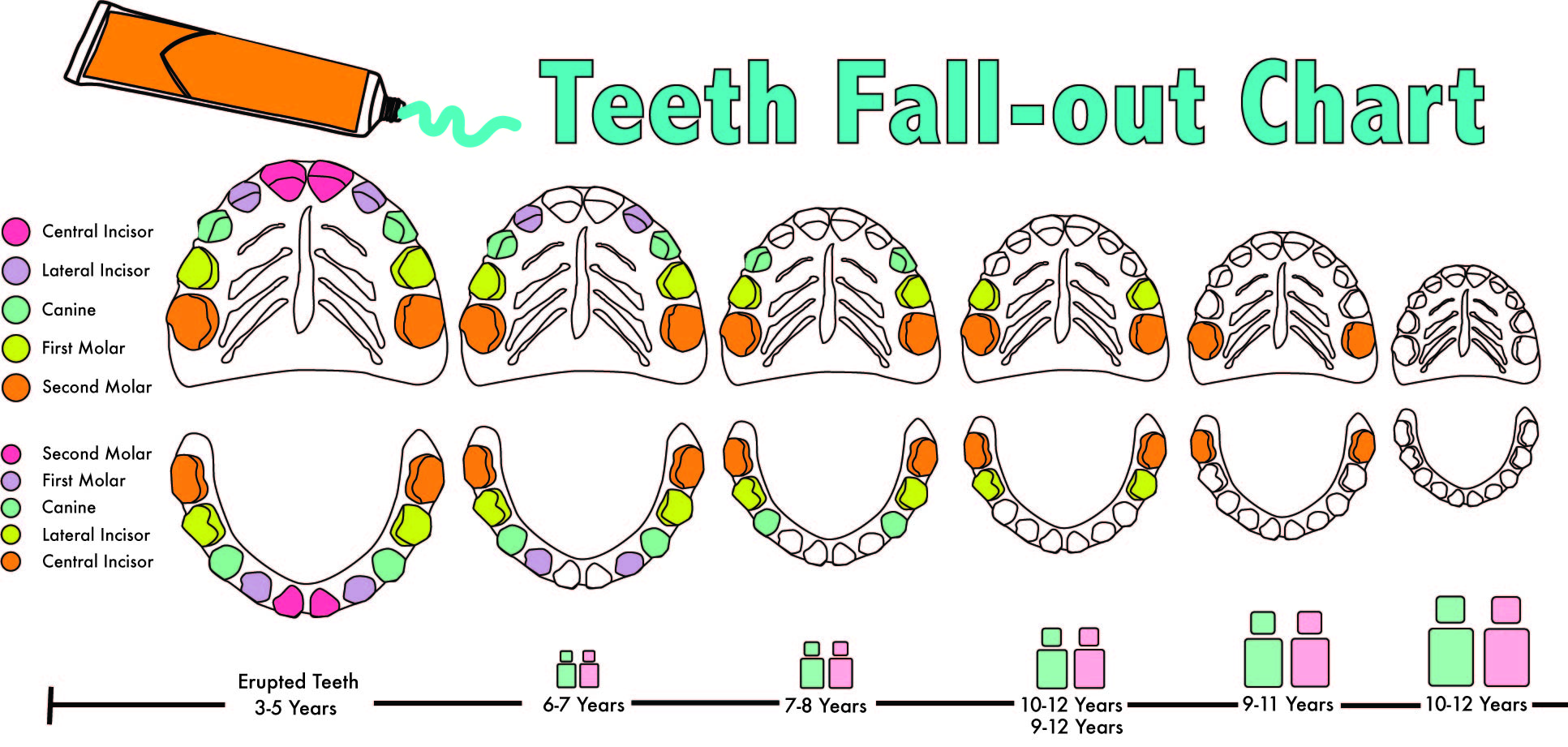 In what order do baby teeth fall out?